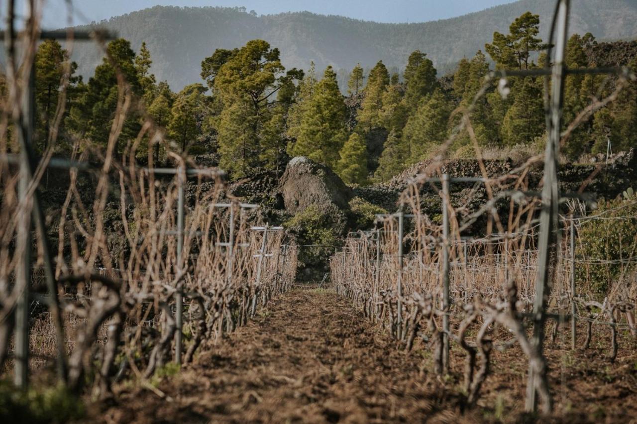 Finca Ecologica Ferrera. Alojamiento Rural. Arafo Exteriör bild
